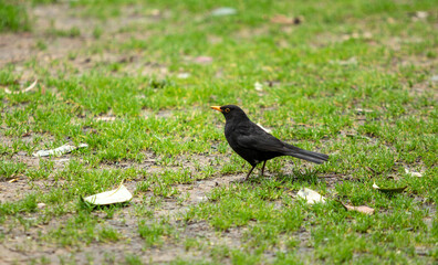 thrush on green grass in spring