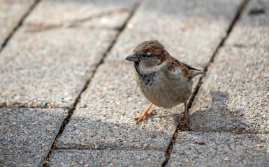 Sparrow on the asphalt of the city close-up.