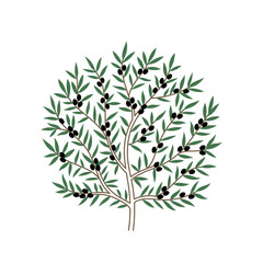 Olive Tree. Branch and leaves. Vector Illustration.