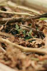 Close up of pepper seedlings in a container garden showing an eco-friendly sustainable slow living lifestyle, urban gardening and eco-social activism 