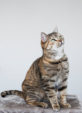 Cute house cat posing on light background at home, national cats day, domestic pet