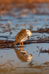 fighting bird in the frozen water, Ruff, Calidris pugnax	