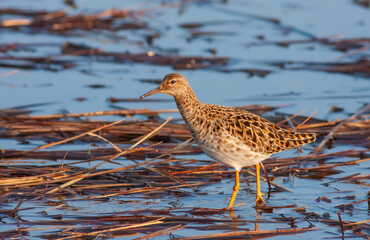 fighting bird in the frozen water, Ruff, Calidris pugnax	