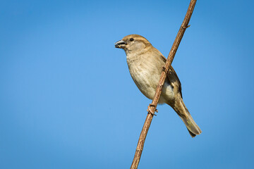 sparrow on a branch