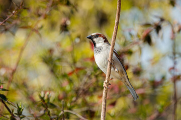sparrow on a branch