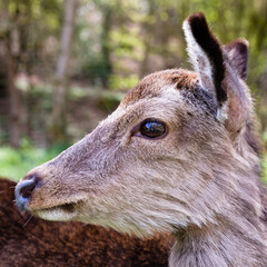 portrait of a deer