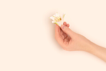 Female hand hold white alstroemeria flower on a beige background. Natural beauty concept with copy space.