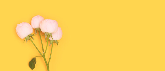 Banner with branch of pink spray rose flower on a yellow background. Place for text.