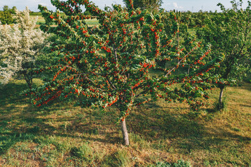 Fototapeta na wymiar Sweet cherry fruit tree in orchard, high angle aerial view from drone pov