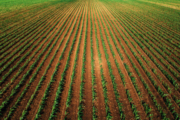 Aerial shot of green corn sprout field from drone pov high angle view