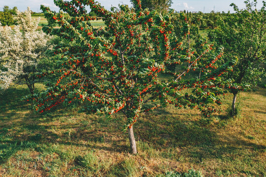 Sweet cherry fruit tree in orchard, high angle aerial view from drone pov