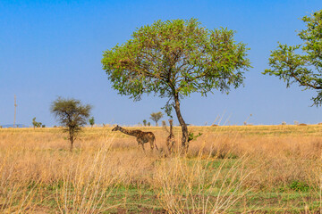 Fototapeta na wymiar Mother and baby giraffe (Giraffa camelopardalis) in Serengeti national park in Tanzania