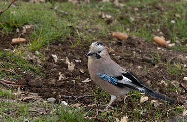 Fototapeta premium jay, bird, animal, nature, wild, outdoor