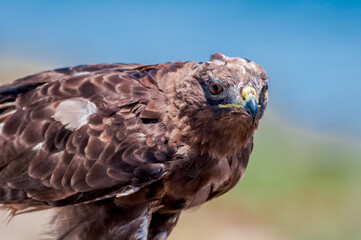 Red-tailed Hawk (Buteo jamaicensis) in Bolsa Chica Ecological Reserve, California, USA