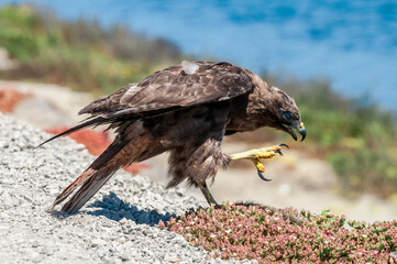 Red-tailed Hawk (Buteo jamaicensis) in Bolsa Chica Ecological Reserve, California, USA