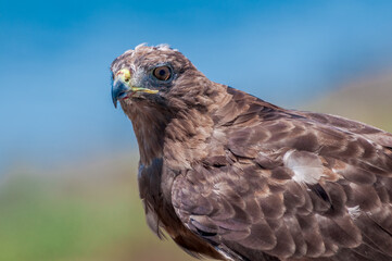 Red-tailed Hawk (Buteo jamaicensis) in Bolsa Chica Ecological Reserve, California, USA