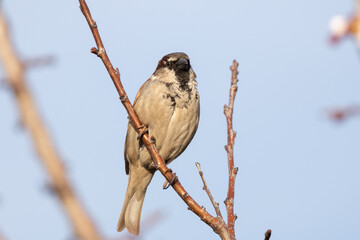 sparrow, bird, nature, wild, beak
