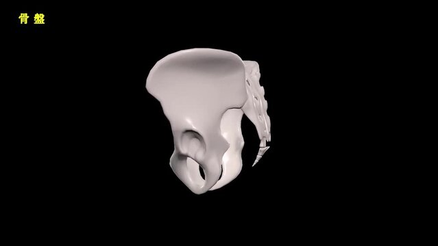 人体の骨盤の部位別赤色強調動画