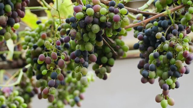 Ripening grapes on the vine in a vineyard. Diseases of grapes. Grape leaf disease. Wine grape diseases or pest. Bunches of ripening blue grapes growing  at a farm. Closeup of unripe grapes bunch