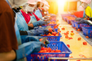 Workers chopping tomatoes for canned tomato sauce in industrial production patterns, Industrial...