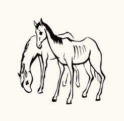 Starving skinny horse. Vector drawing
