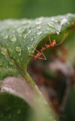 The red ant climbed to the top of the green leaf and eats it
