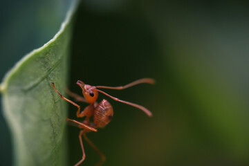 The red ant climbed to the top of the green leaf and eats it
