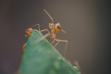 The red ant climbed to the top of the green leaf and eats it
