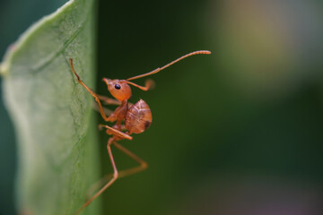The red ant climbed to the top of the green leaf and eats it
