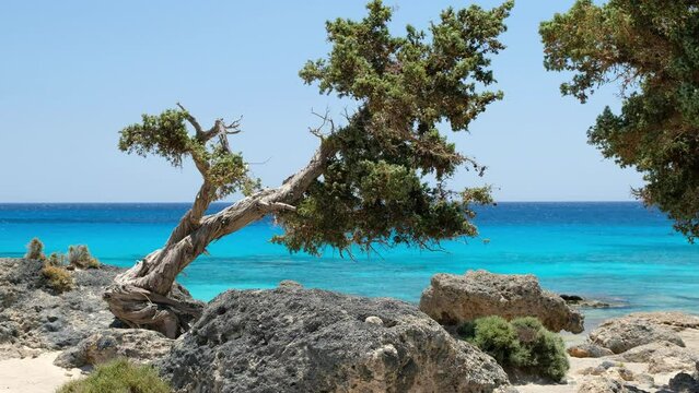 Video of Kedrovasos beach on Crete. Maritime juniper or Cedar juniper trees on the mediterranean sea beach sand. Crete, Greece