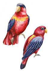 Tow birds. red parrot. White isolated background, Watercolor hand drawing 