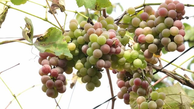 Bunches of ripening white wine grapes growing on vine at a farm. Closeup of ripe Lydia grapes bunch in garden outdoors swinging in the wind slow motion