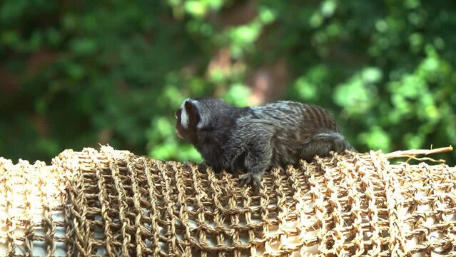 Close up shot capturing cute little common marmoset, callithrix jacchus resting on a swinging barrel, curiously wondering and sniffing around the environment, animal species native to South America.