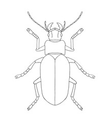 Beetle bug, outline line drawing with black line, hand-drawn vector, isolated on white background. Large  beetle top view, symmetrical.