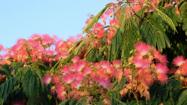 Video of the blooming Persian silk tree (Albizia julibrissin). Crete. Greece