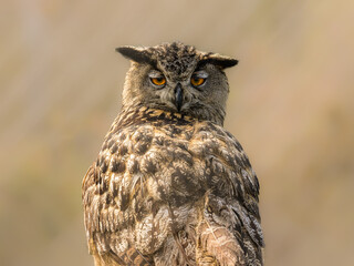 A Eurasian Eagle Owl sitting and looking back