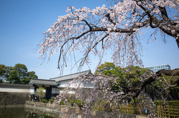 日本の皇居のお堀に咲く春の垂れ桜