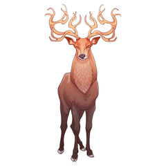 A red deer stag standing in full height, front view, magnificent antlers. Line drawing colored shaded and isolated on white background. EPS10 Vector illustration