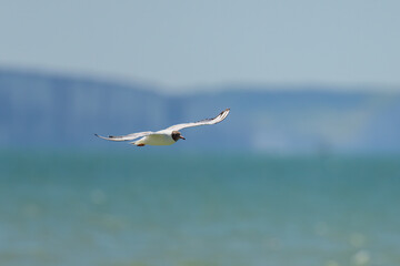 A black-headed gull in flight on the beach