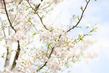 桜