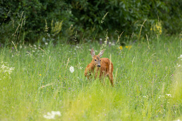 Doe in the grass