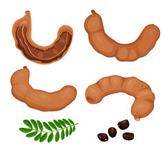 Tamarind fruit seeds and pods. vector illustration flat cartoon icon isolated on white.Vector eps 10. perfect for wallpaper or design elements
