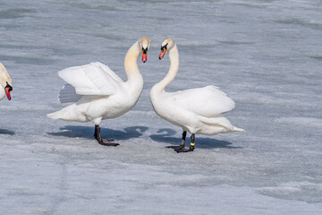Mute Swan (Cygnus olor) in park