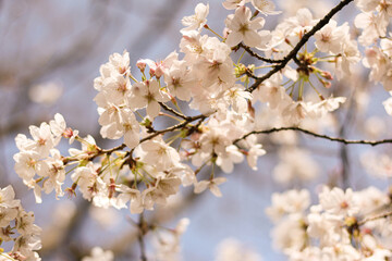 桜