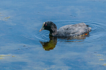 Eurasian Coot (Fulica atra) in park, Hamburg, Germany