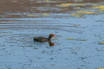 Eurasian Coot (Fulica atra) chick in park, Hamburg, Germany