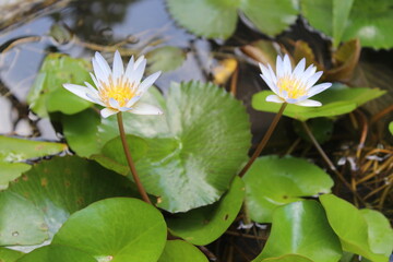 A white water lotus with a yellow center and a white center