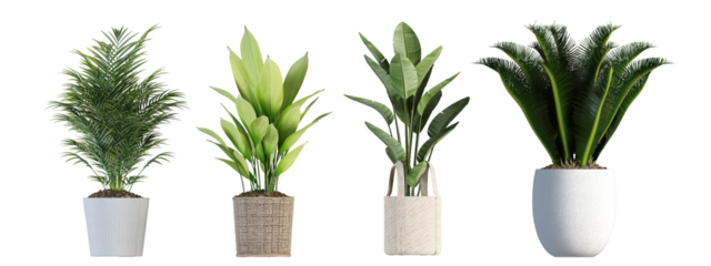 onion isolated on white