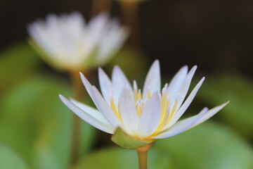 A white water lotus with a yellow center and a white center
