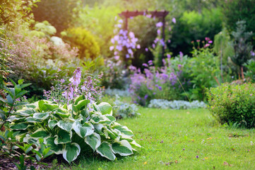 Natural cottage summer garden view in june or july. Hosta, clematis, nepeta (catmint) in full bloom. Curvy pathway. - obrazy, fototapety, plakaty